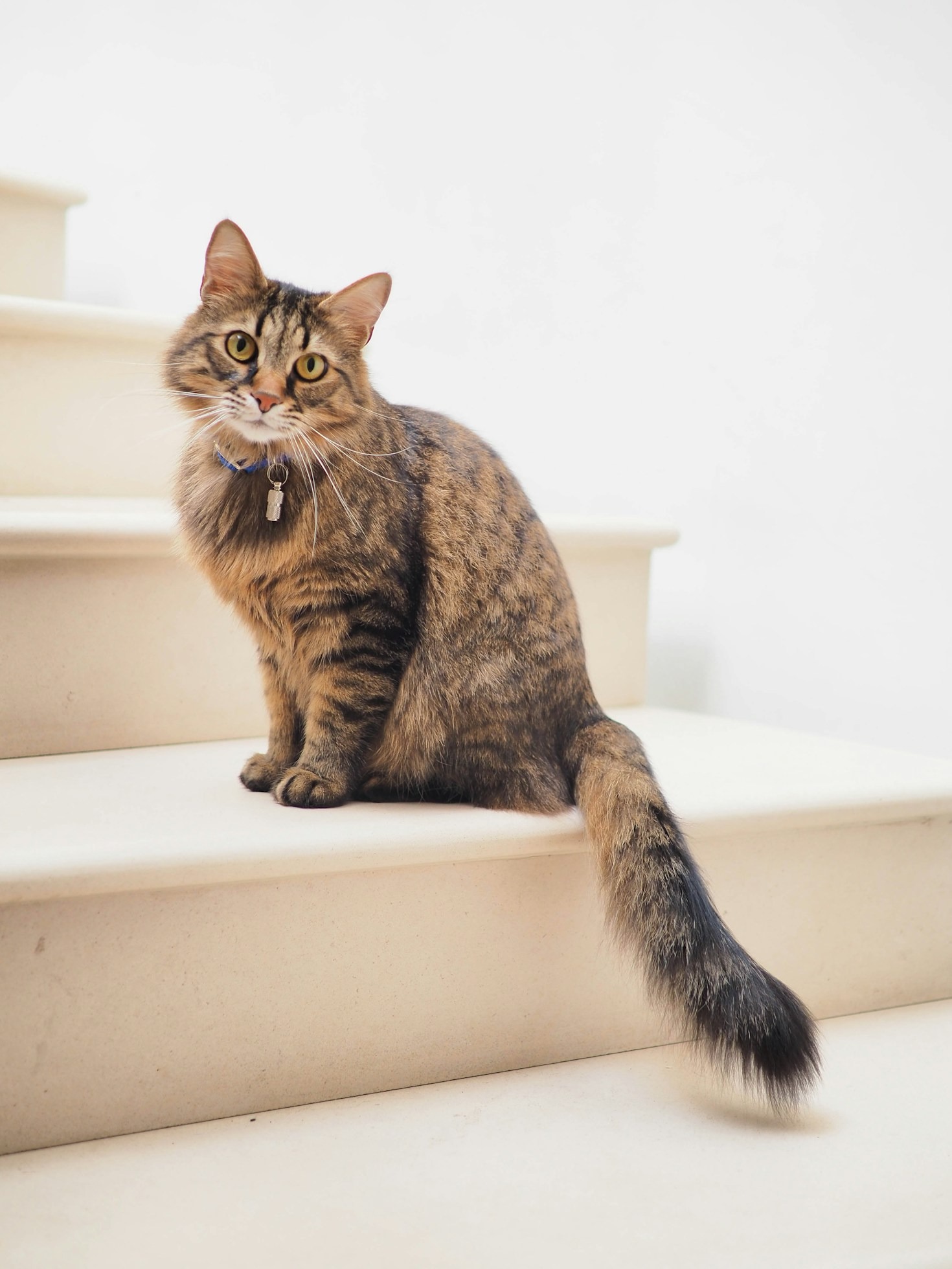 Capturing Perfect Portraits of Your Pet