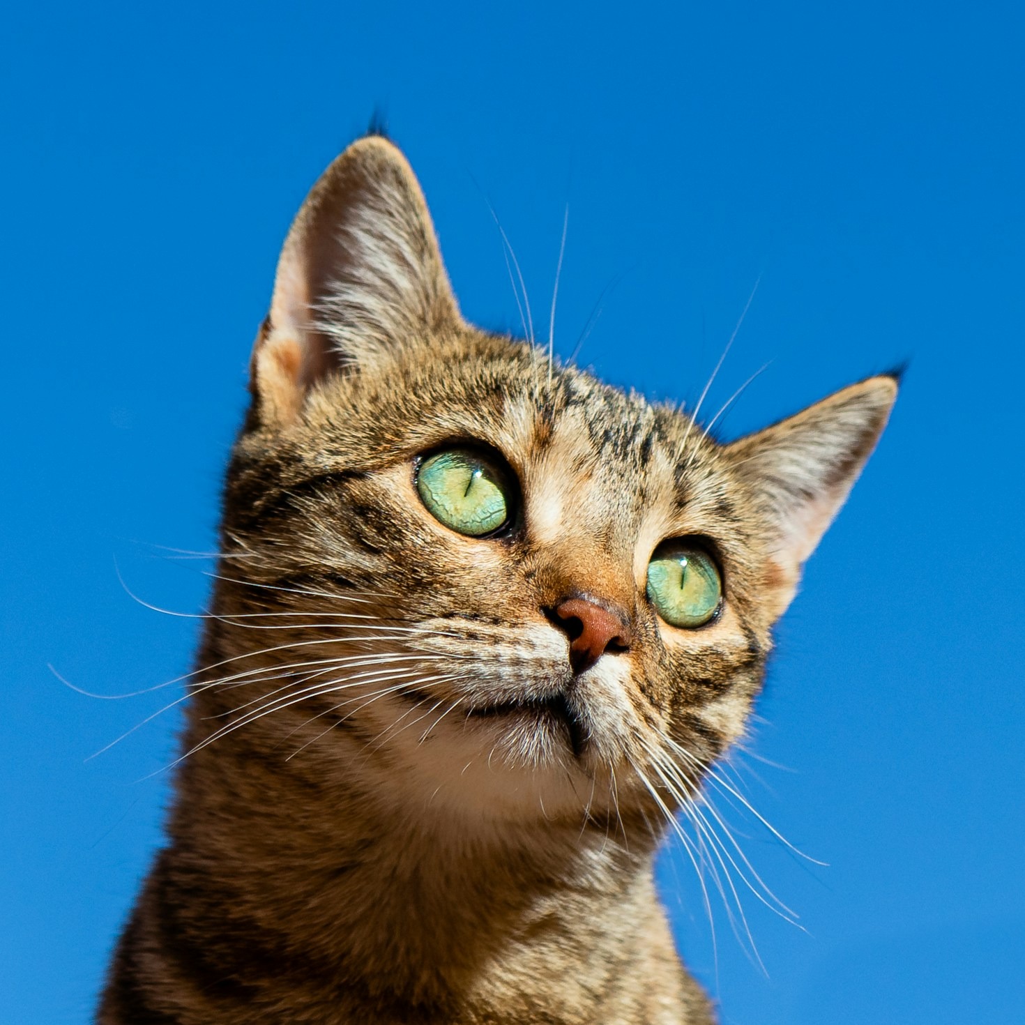 Why Our Feline Friends Bring Joy