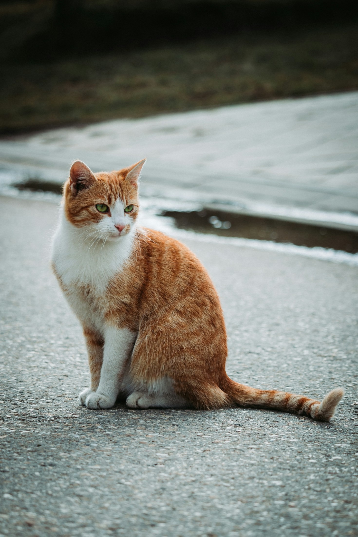 Understanding Your Cat Unique Personality Traits