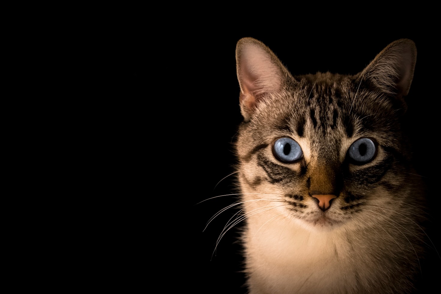 Daily Adventures of an Indoor Cat
