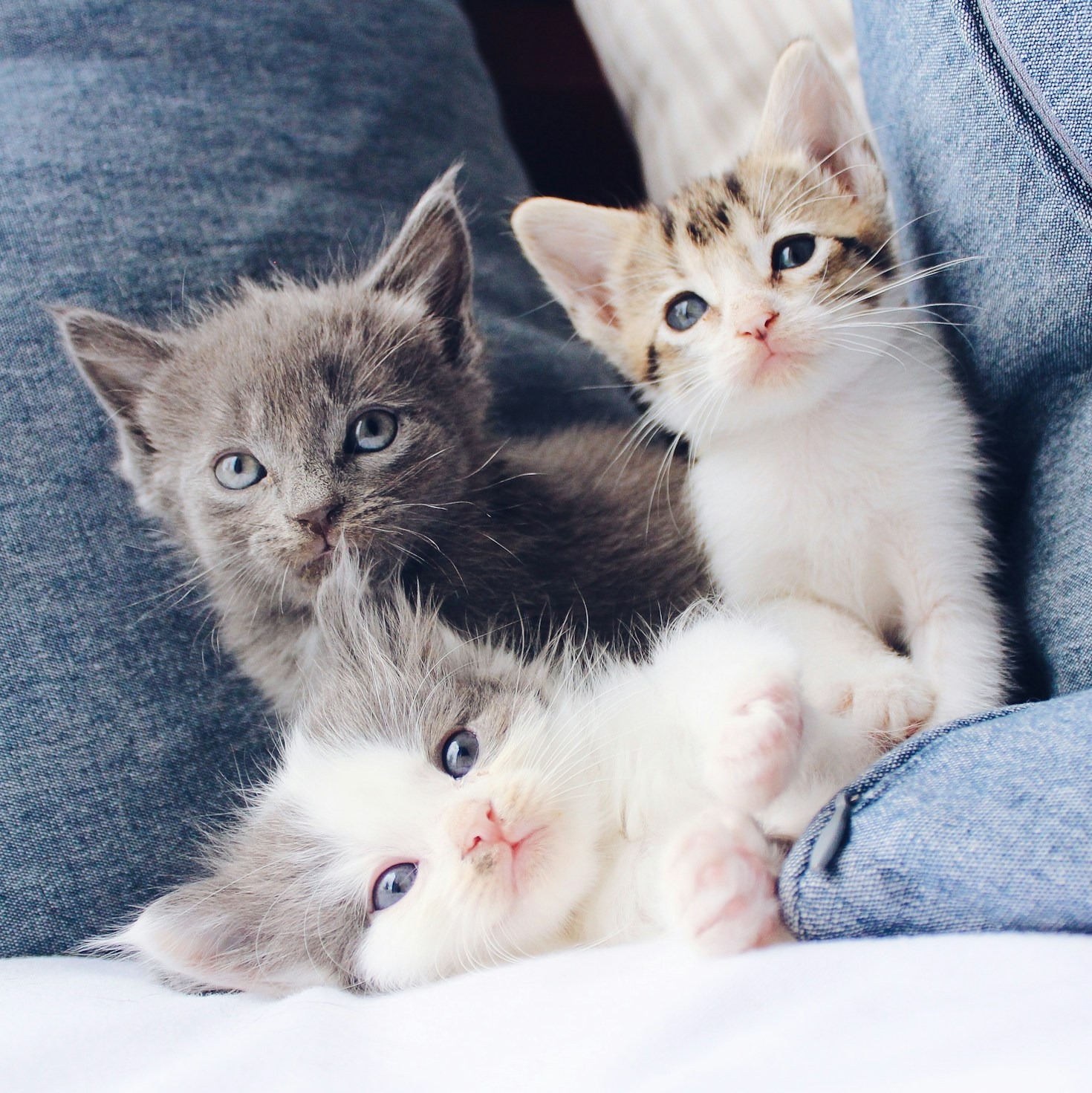 How to Photograph Your Playful Kitten