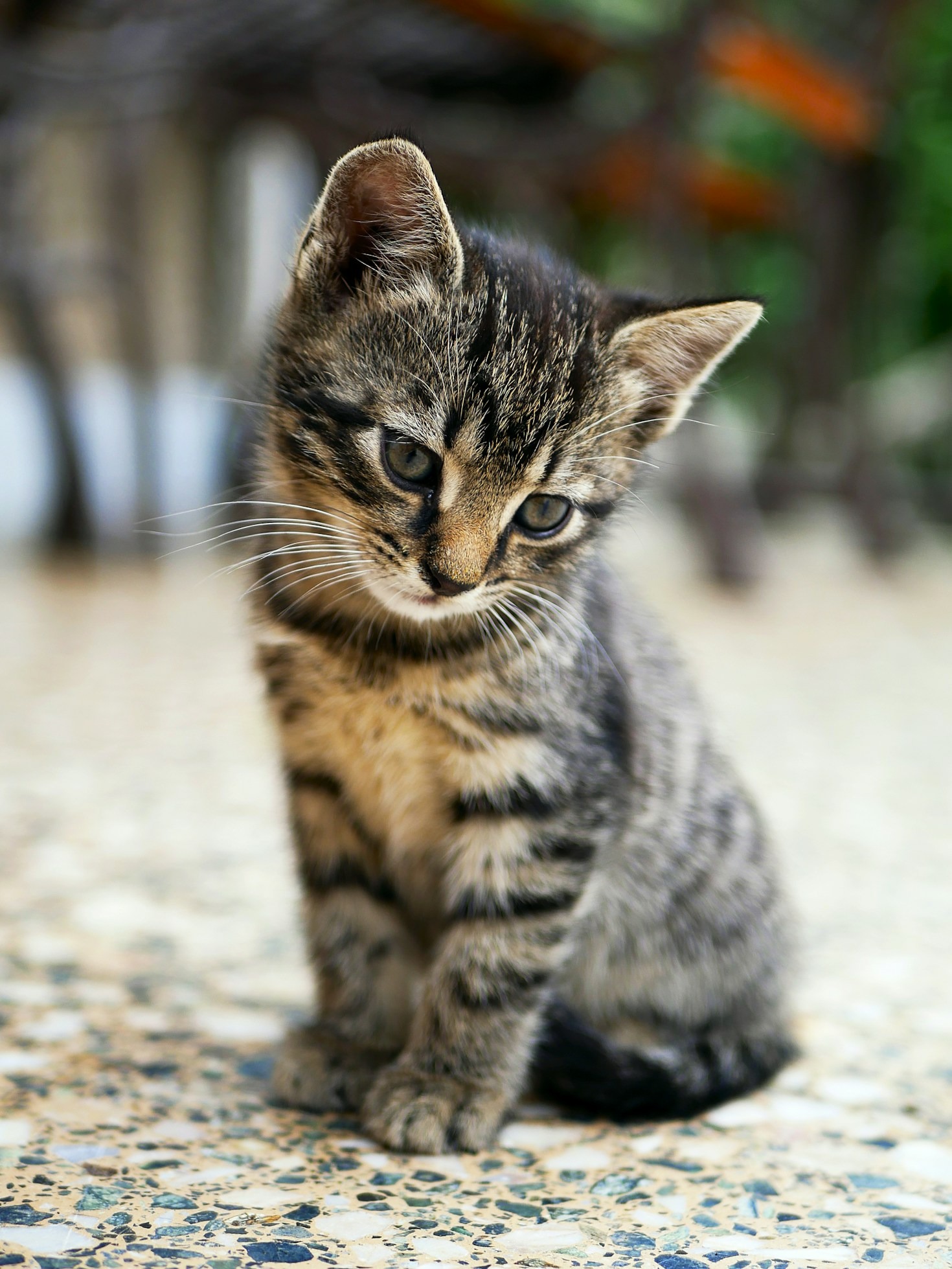 The Gentle Art of Feline Companionship